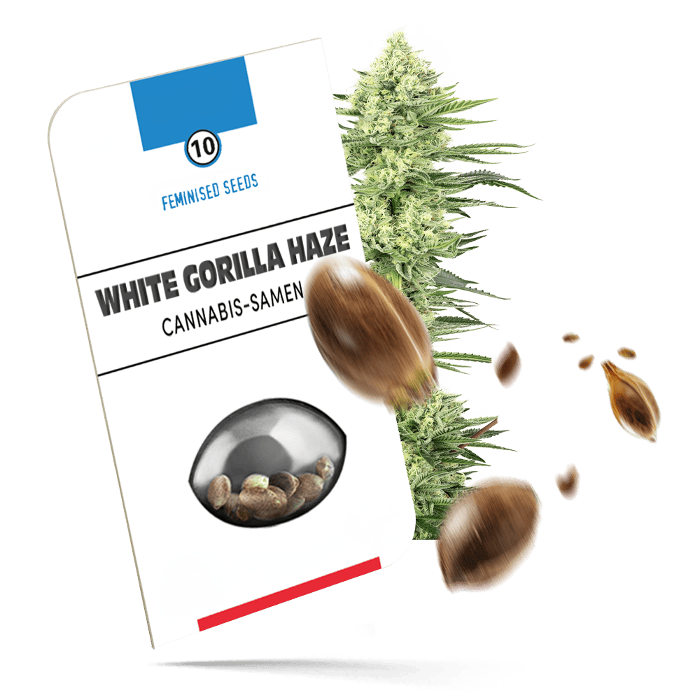 White Gorilla Haze Samen - Feminisiert - Sensi Seeds