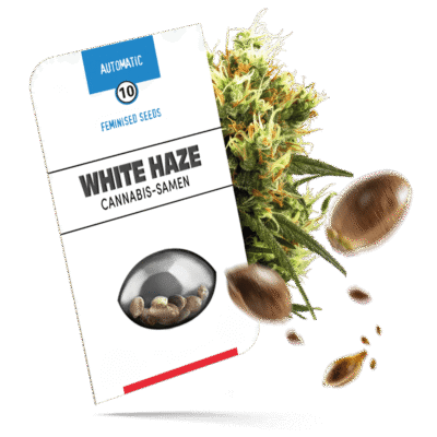 White Haze Samen - Autoflower - Sensi Seeds