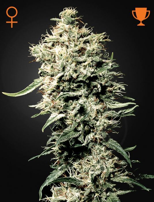 White Rhino - Alchimia