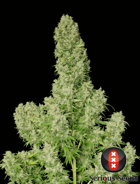 White Russian - Regular - Alchimia
