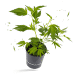 White Widow XXL Steckling - Hanfgarten