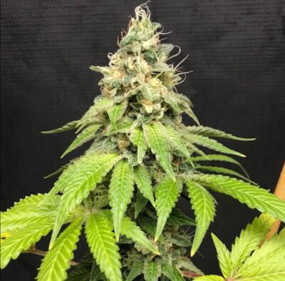 Widow Road - Alchimia