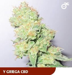 Y Griega CBD - Alchimia