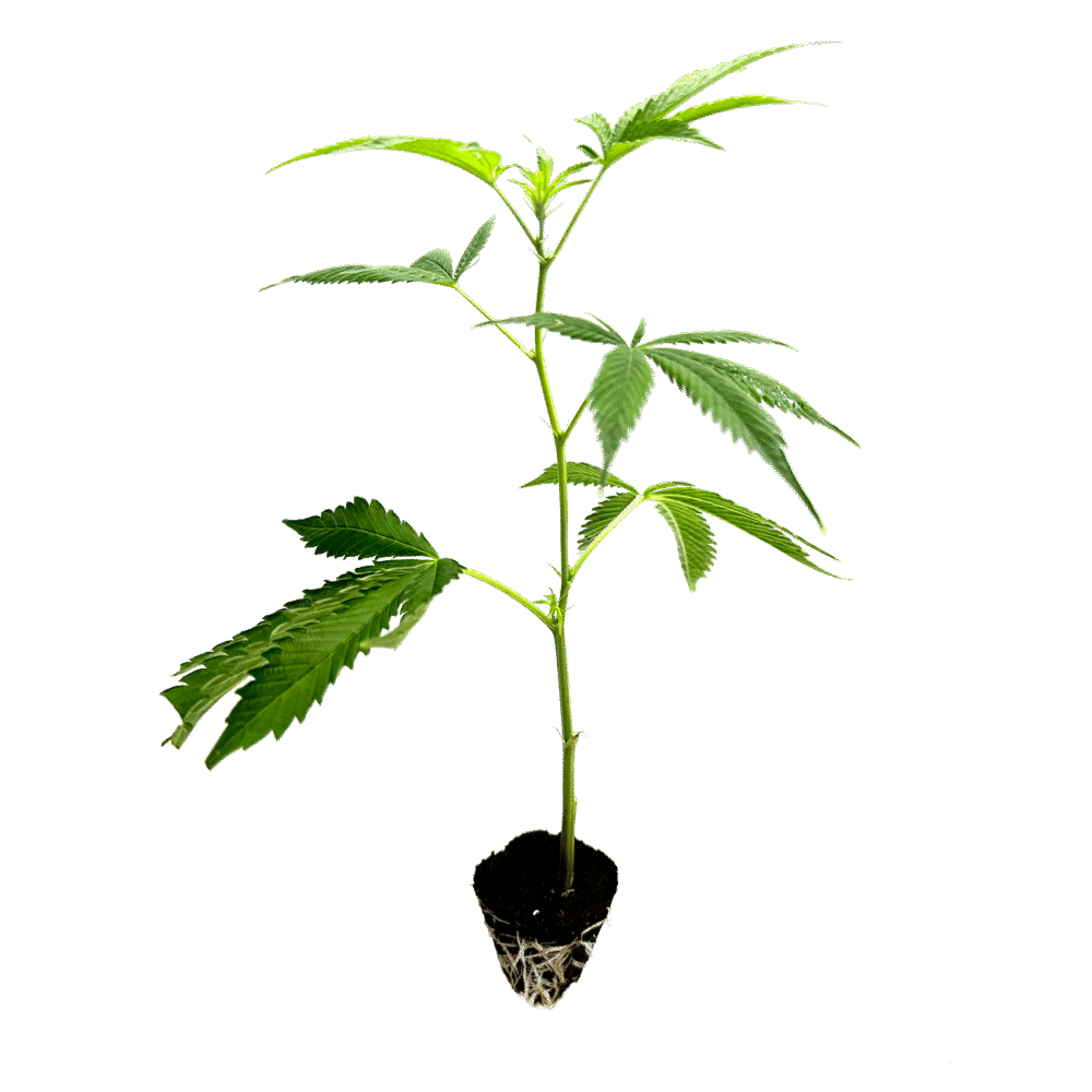 Amnesia Core Cut Steckling - Holy Hemp