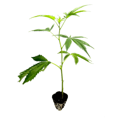 Amnesia Core Cut Steckling - Holy Hemp