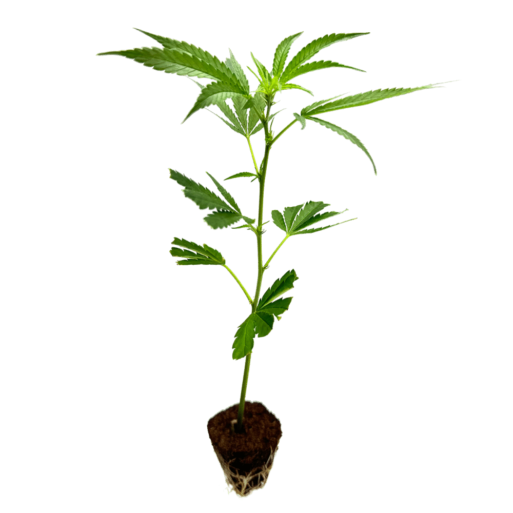 Blue Zushi Steckling - Holy Hemp