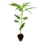 Blue Zushi Steckling