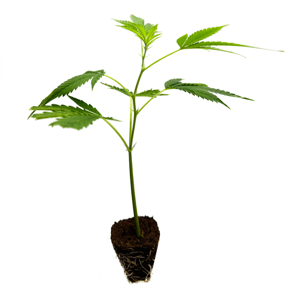 Critical+ 2 0 Steckling - Holy Hemp