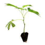 Girl Scout Cookies Steckling - Holy Hemp