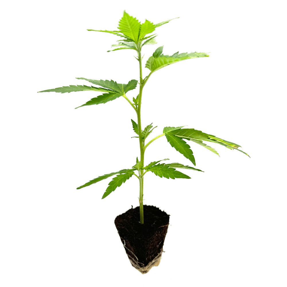 Gogurtz Steckling - Holy Hemp