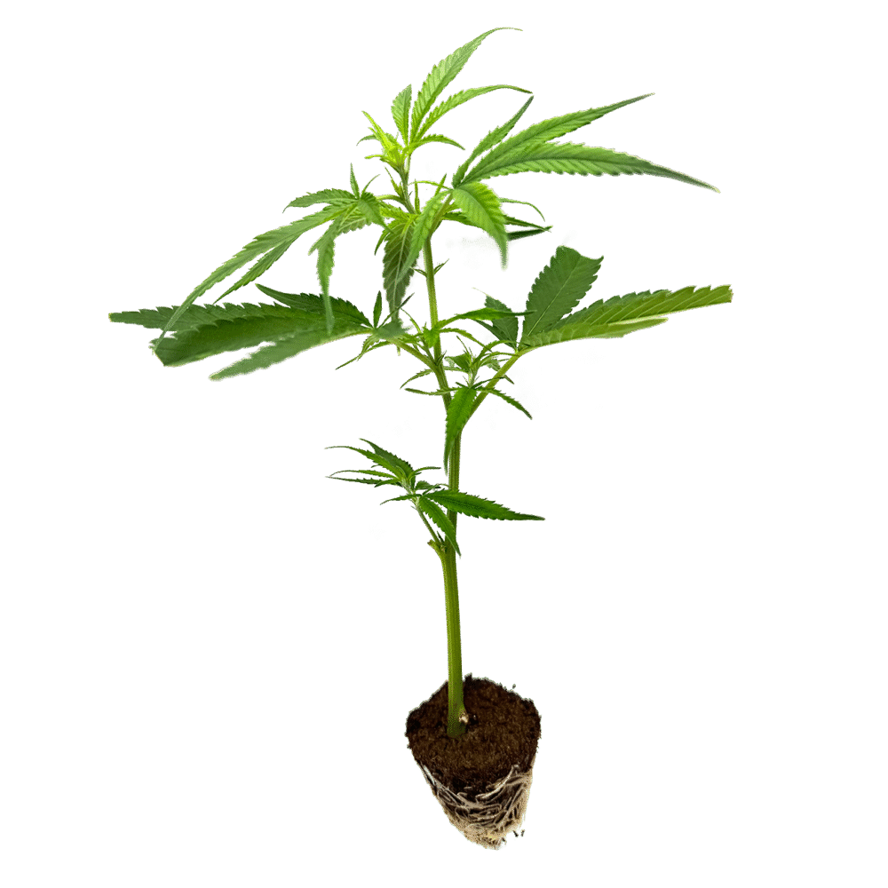 Mandarin Cookies R1 V2 Steckling - Holy Hemp