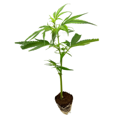 Mandarin Cookies R1 V2 Steckling - Holy Hemp