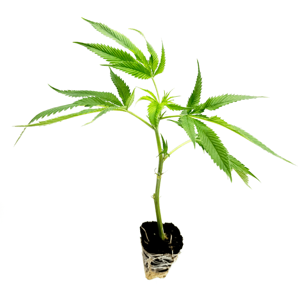 Mango Kush Steckling - Holy Hemp