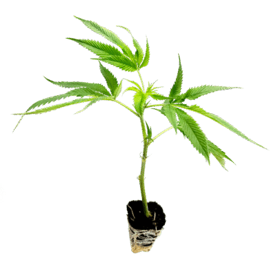 Mango Kush Steckling - Holy Hemp