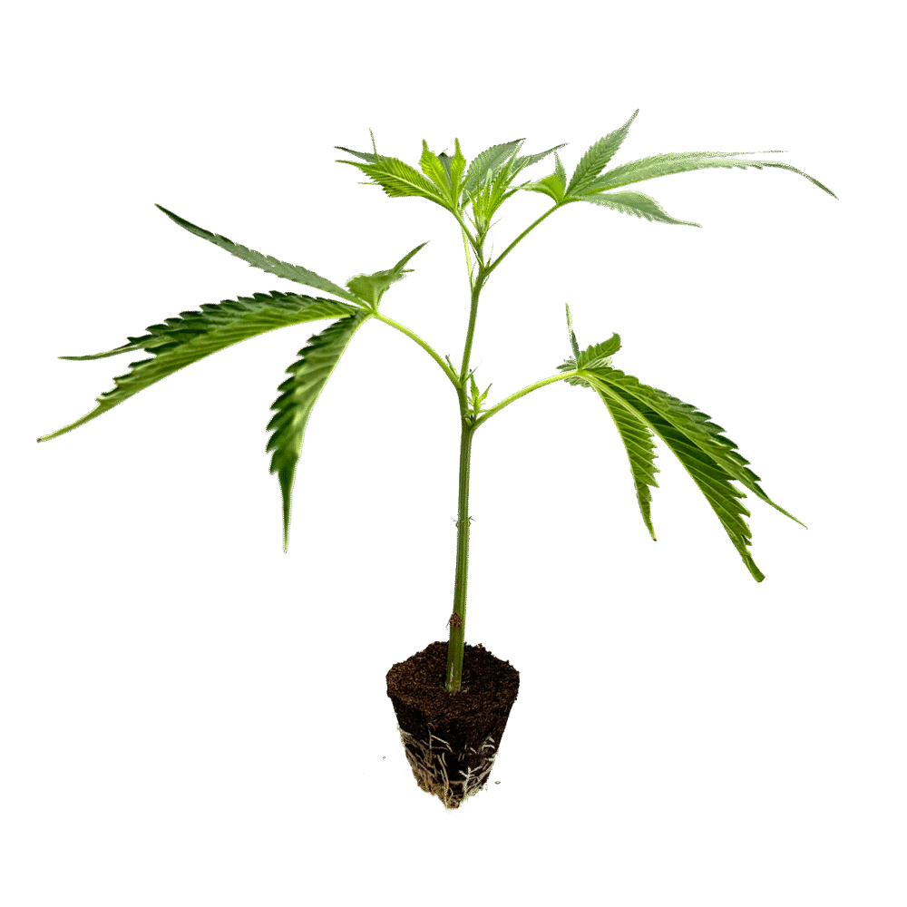 OG Kush Steckling - Holy Hemp