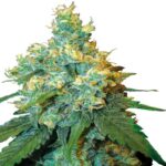 Preisvergleich – Jack Herer Samen Autoflower
