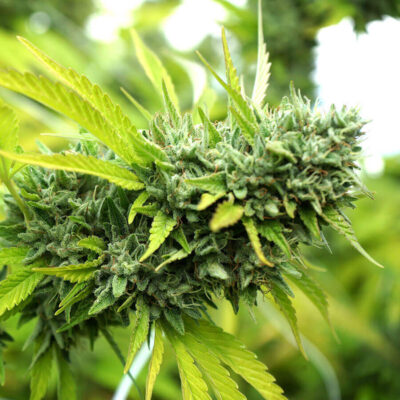 Preisvergleich – Mango Samen Autoflower