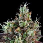 Preisvergleich – Sour Diesel Samen Autoflower