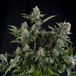 Preisvergleich White Widow Samen Autoflower