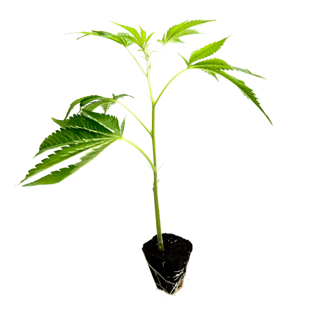 Tropical Gelato Steckling - Holy Hemp