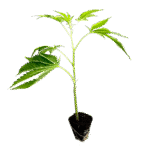 Tropical Gelato Steckling