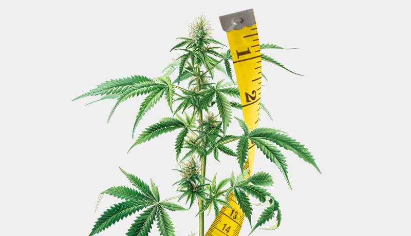 Anleitungen für jede Anbauphase