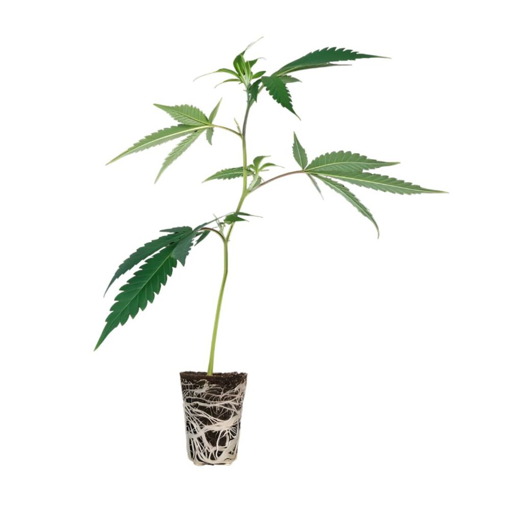 Blue Sunset Sherbet Steckling -Cali Strain - Cannaconda