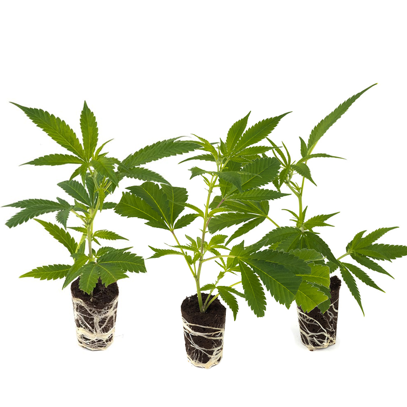 Cannabis-Steckling 3er-Set - Hanfgarten