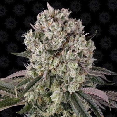 Hanfgarten Glookies Samen