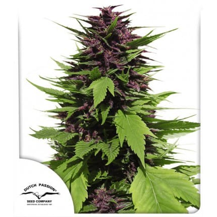 Hanfgarten Dutch Passion Frisian Duck Samen feminisiert