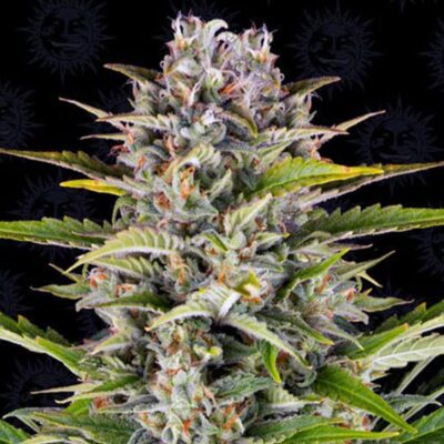Gorilla Zkittlez Samen – Autoflower – Hanfgarten