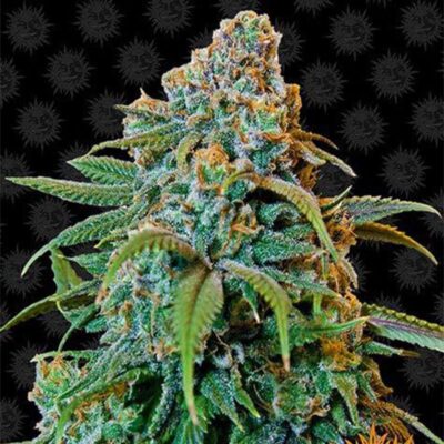 Hanfgarten Liberty Haze Barneys Farm