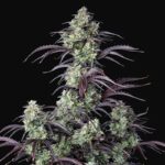 Mimosa Cake Samen - Autoflower