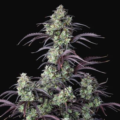 Mimosa Cake Samen – Autoflower – Hanfgarten