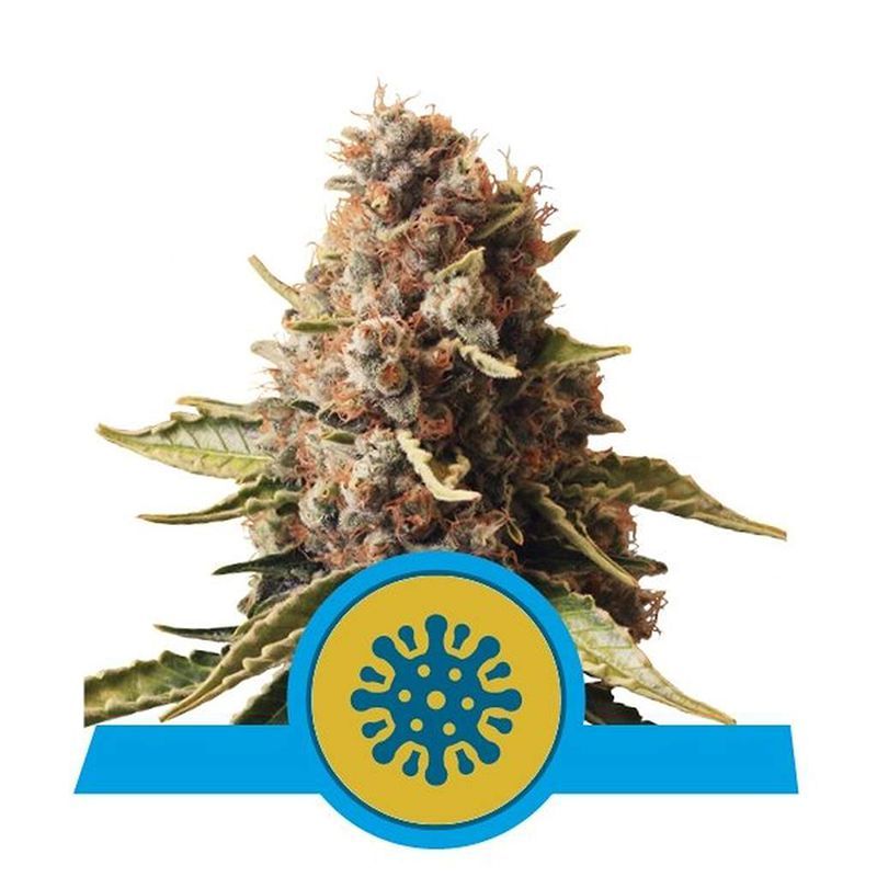 Hanfgarten Royal Queen Seeds Euphoria CBD Seeds
