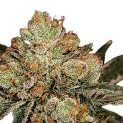 Hanfgarten Hulkberry Samen