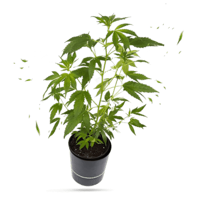 Hanfgarrten Super Silver Haze Steckling