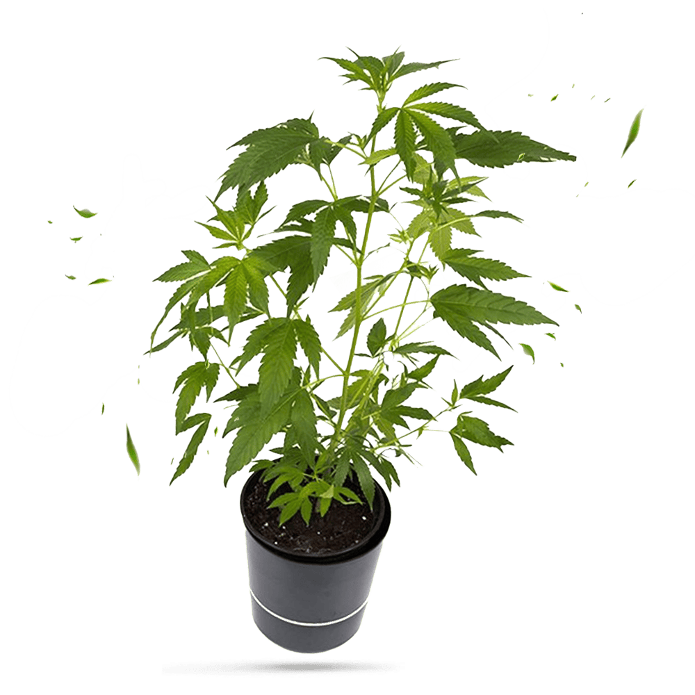 Hanfgarrten Super Silver Haze Steckling