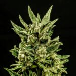 Kritic Samen - Autoflower