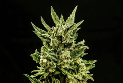 Kannabia Kritic Samen Autoflower