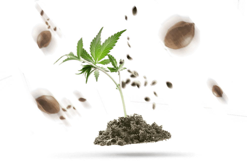 Keimung und Sämlingsphase