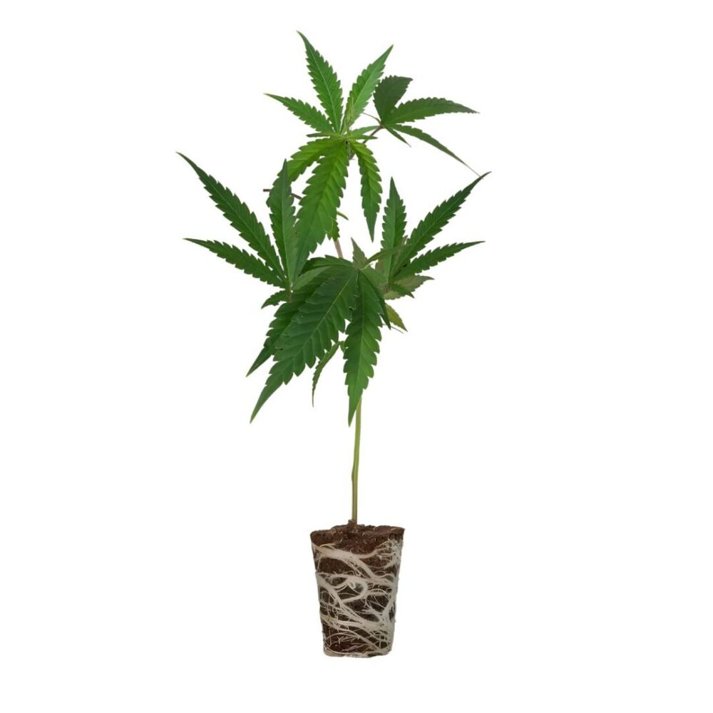 Kerosene Krash Steckling Cali Strain - Cannaconda