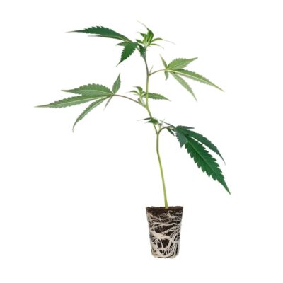 Kosher Kush Steckling Cali Strain - Cannaconda