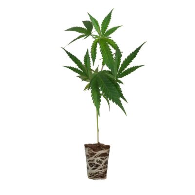 LA Amnesia Steckling Cali Strain - Cannaconda