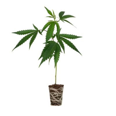 Orange Punch Mimosa Steckling Cali Strain - Cannaconda