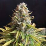 Preisvergleich – AK 47 Samen Autoflower