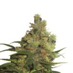 Preisvergleich Amnesia Haze Samen Autoflower