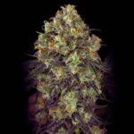 Preisvergleich – Black Domina Samen Autoflower