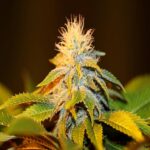 Preisvergleich Bubba Kush Samen Autoflower