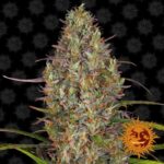 Preisvergleich – Gelato Samen Autoflower